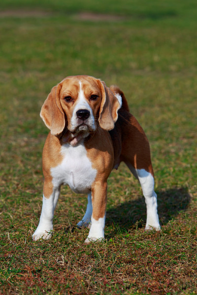 犬种小猎犬