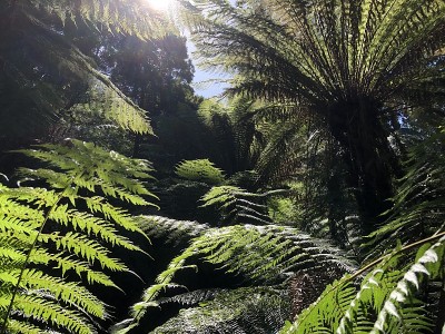 Maits Rest Rainforest Walk