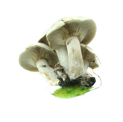一些蘑菇孤立在白色上