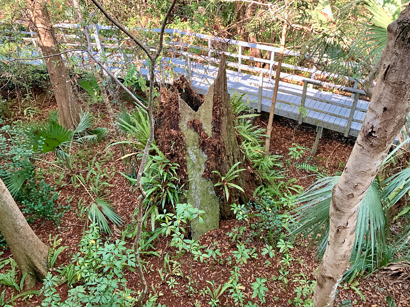 南佛罗里达柏树沼泽湿地