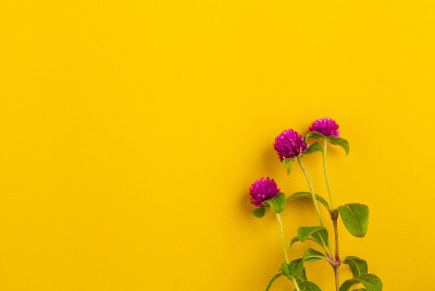 球苋菜花美丽
