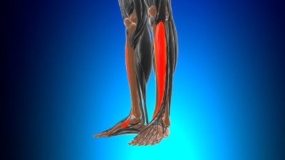 胫骨前肌解剖医学概念3D