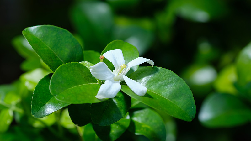 近距离观察橙色茉莉花的白色花，缎木，异国情调的木