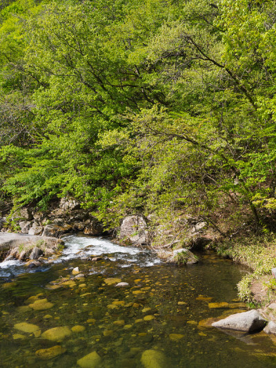 Shosenkyo峡谷在新鲜的绿色，山梨县，日本