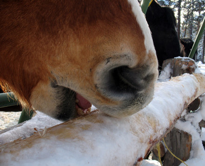 马嘴吃雪