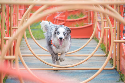 边境牧羊犬参与障碍