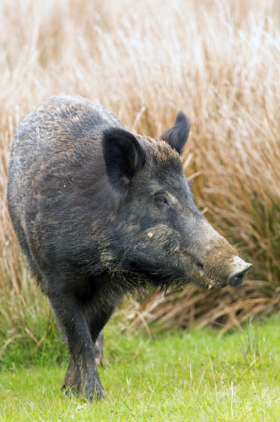 野猪(Sus Scrofa)