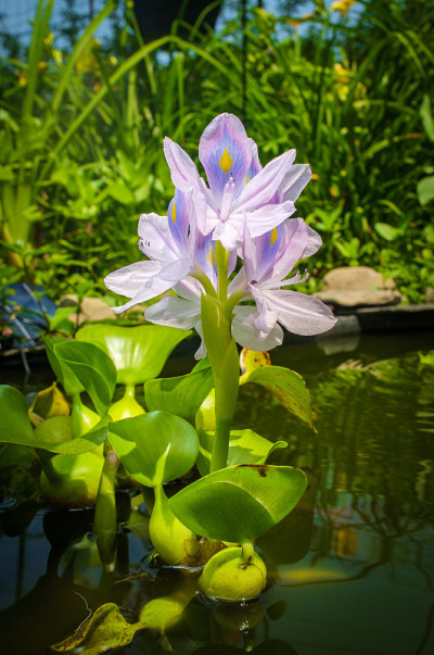 凤凰花开花水葫芦
