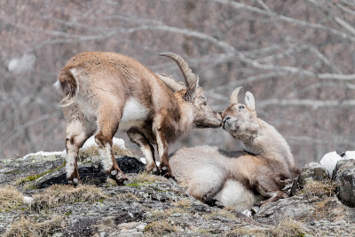 一个吻就是永远(Capra ibex)