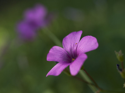 三叶草花