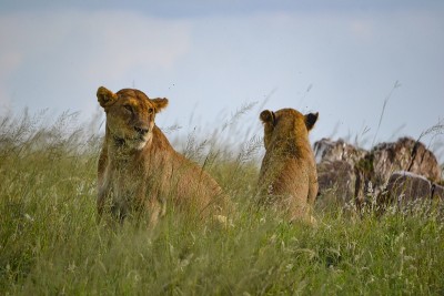 Safari