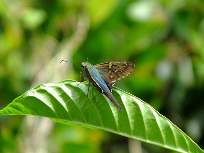 长尾船长(Urbanus proteus)
