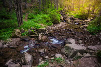 山河在树林里。乌克兰喀尔巴阡山。