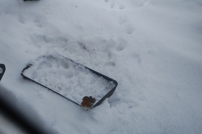 一只知更鸟坐在雪地里，看起来又小又孤单。