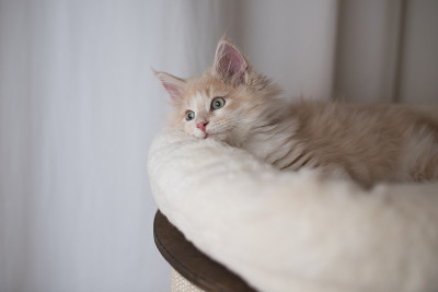 小猫在宠物床上休息