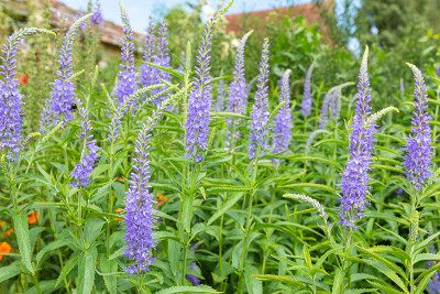 花园丝桃花(veronica longfolia)的花