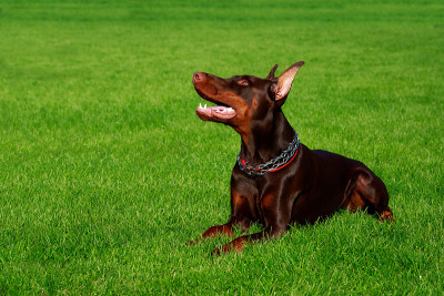 犬种杜宾犬