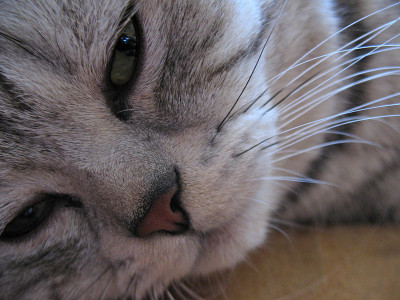 枪口的猫