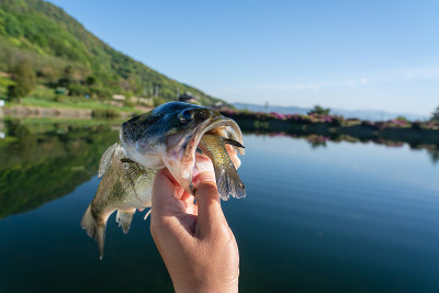 黑鲈鱼试图吞下蓝鳃鱼