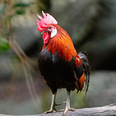 红Junglefowl