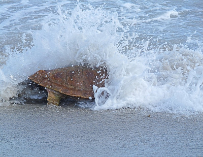 红海龟(Caretta Caretta)