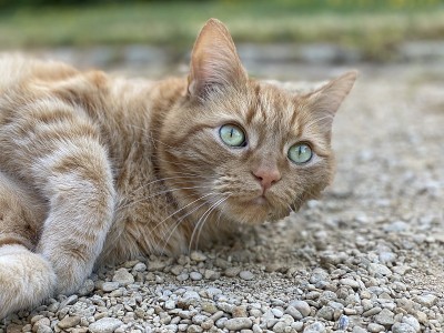宙斯-姜猫