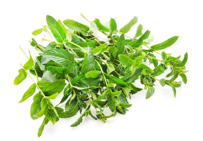 绿叶薄荷。