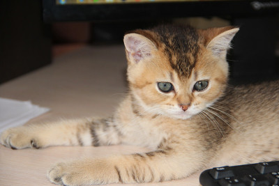 小猫