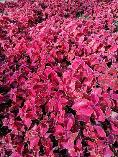 花的背景。带有绿色边框的红叶植物。秋天在城市公园里。