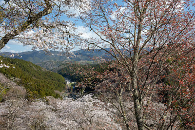 吉野山的樱花