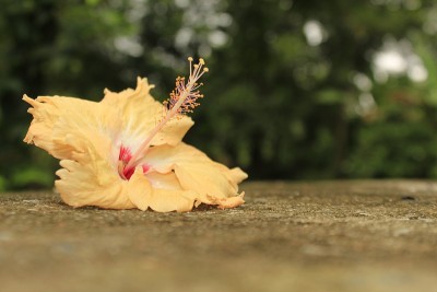 芙蓉花