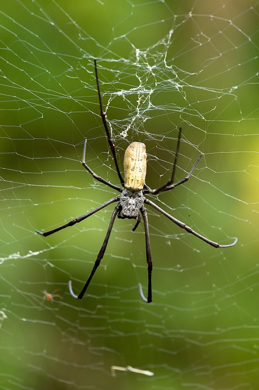 Nephila pilipes，大蜘蛛，印尼巴厘岛