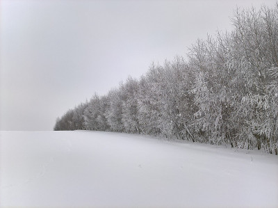 白桦林霜雪