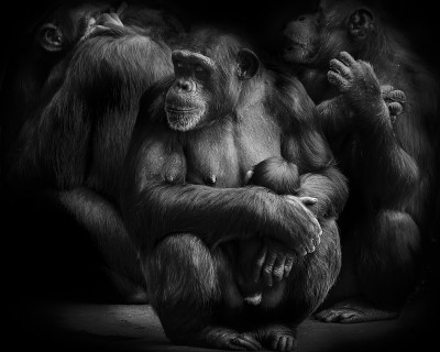 Chimpanzee Monky