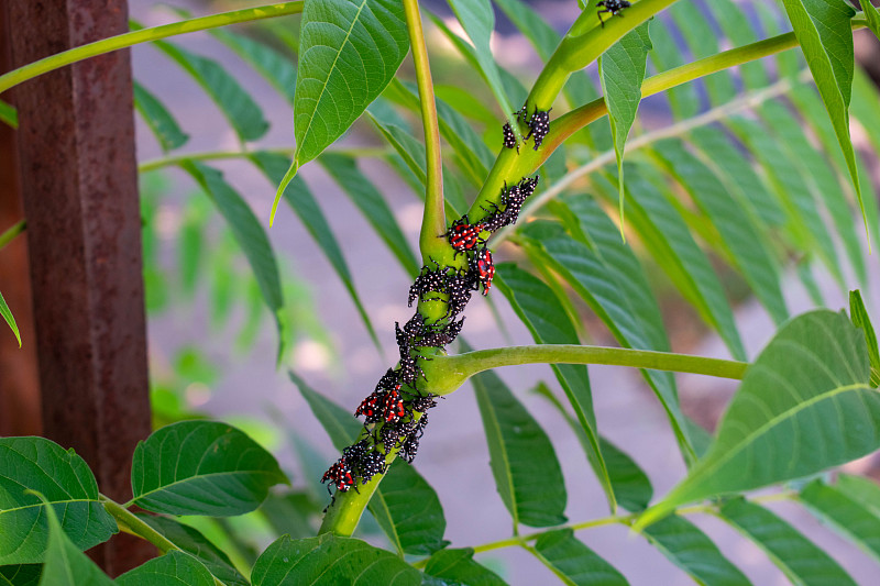 一群在绿色植物上休息的斑点蜻蜓若虫