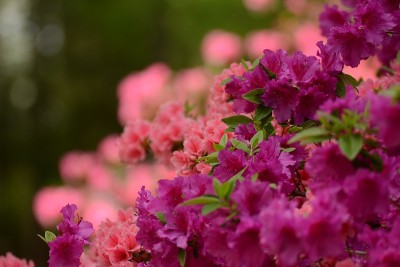 花和树在后院