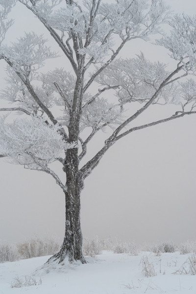 rime