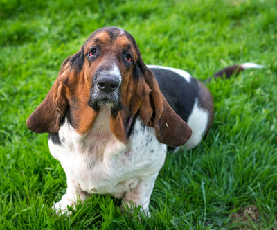 一岁的巴吉度猎犬(犬类狼疮)。