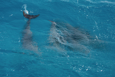 一群宽吻海豚(Tursiops truncatus)在埃及的赫尔格达红海游泳