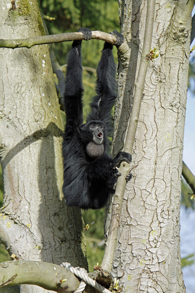 Siamang