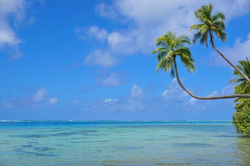 热带海景椰子树倾海而下