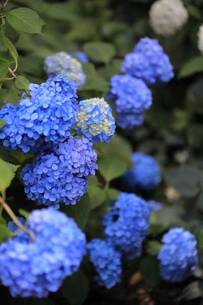 公园里盛开的绣球花