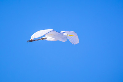 白色的大白鹭，Ardea alba，在蓝天中飞翔