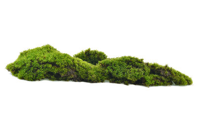 白色背景上的苔藓绿。