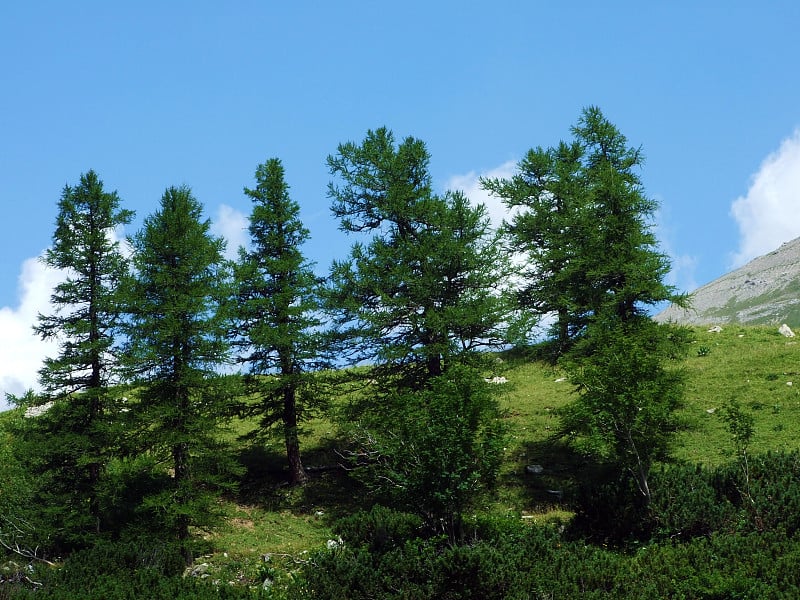 列支敦士登阿尔卑斯山脉山坡上的常绿森林或针叶树，以及在纳夫塔勒和萨米纳塔尔高山山谷-列支敦士登施泰格