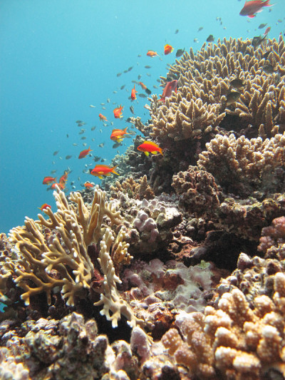 在沙特阿拉伯延布海岸附近的红海里，一群海金(伪鳞金)在珊瑚礁周围游泳