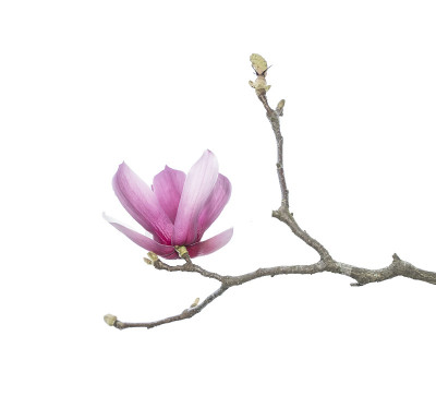 玉兰花