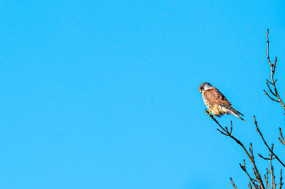 雄性红隼(Falco tinnunculus)栖息猎食