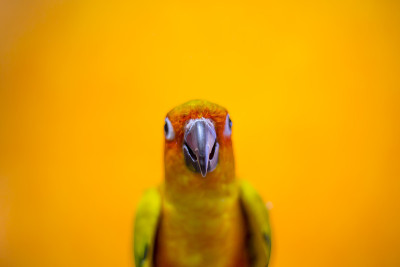 美丽的彩色鹦鹉，太阳Conure