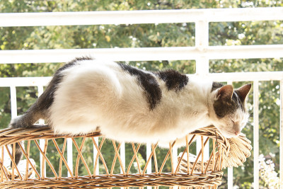 睡在柳条椅背上的猫